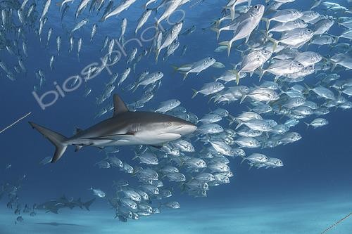 Biosphoto | 2453108 | Caribbean Reef Shark, Carcharhinus perezi. Tiger Beach, Little Bahama Bank, Bahamas. | &copy; Andy Murch / Biosphoto