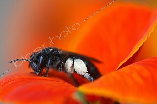 Biosphoto | 851259 | Carpenter bee on flower Wallflower 'Bedder Orangely   | &copy; Pascal Pittorino / Biosphoto