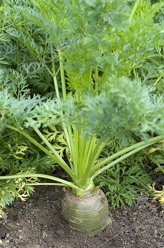 Biosphoto | 1941951 | Carrot 'Jaune du Doubs'  in a kitchen garden | &copy; Alexandre Petzold / Biosphoto