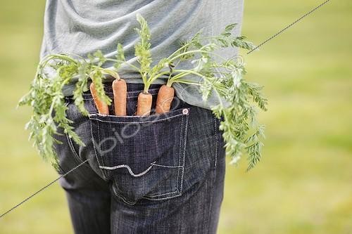 Biosphoto | 1757845 | Carrots in the pocket of a man | &copy; Fabrice Lerouge / Photononstop / Biosphoto