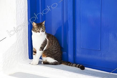 Biosphoto | 2403411 | Cat sitting next to a blue door, Santorini, Greece | &copy; Eric Guilloret / Biosphoto