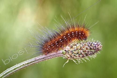 Biosphoto | 1921332 | Caterpillar of Garden Tiger Moth on Plantago - Spain | &copy; Siro Moya / Biosphoto