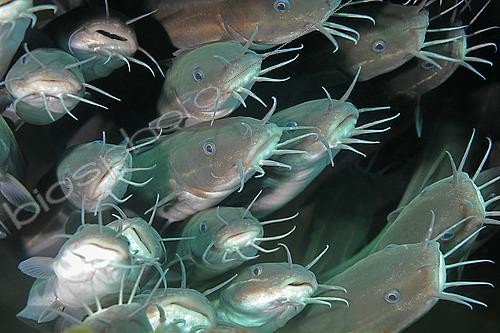 Biosphoto | 2454580 | Catfish, Secret Bay Dive Site, Gilimanuk, Bali Island, Indonesia | &copy; Jean Cassou / Biosphoto