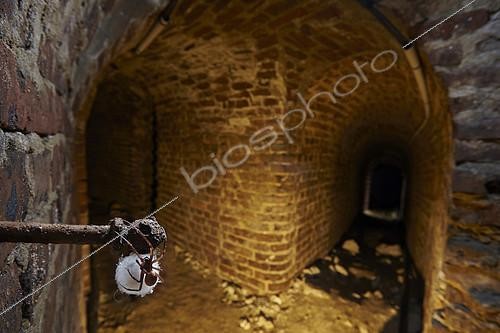 Biosphoto | 2091049 | Cave Spider (Meta menardi) and cocoon in underground, France | &copy; Frank Deschandol & Philippe Sabine / Biosphoto