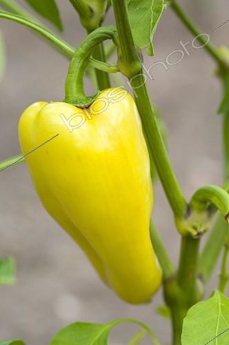 Biosphoto | 1637466 | Cayenne pepper 'Gypsy' in a kitchen garden | &copy; Alexandre Petzold / Biosphoto