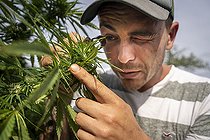 Biosphoto | 2551734 | CBD (cannabidiol) producer or cannabiculturist monitoring with a specific magnifying glass the development of trichomes before harvesting hemp heads, Montagny, France | &copy; Antoine Boureau / Biosphoto