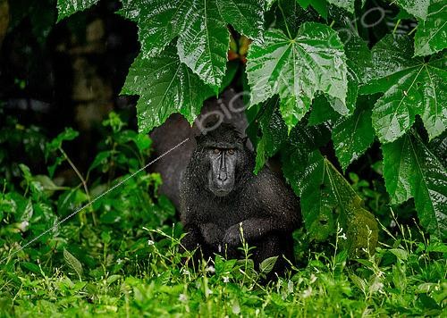 Biosphoto | 2519201 | Celebes crested macaque (Macaca nigra) is sitting under the tree in the rain. Indonesia. Sulawesi. | &copy; Andrey Gudkov / Biosphoto