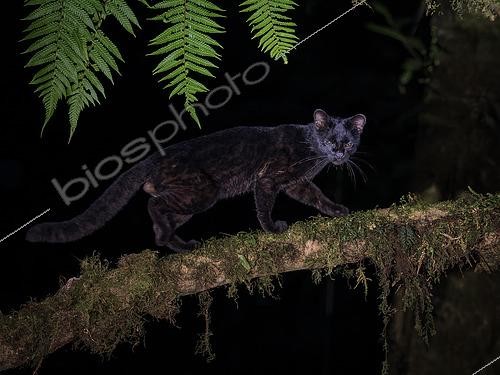 Biosphoto | 2608598 | Central American Clouded Oncilla (Leopardus pardinoides), melanistic male, Chiriquí Highlands, Panama | &copy; Ignacio Yufera / Biosphoto