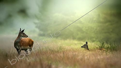 Biosphoto | 2613674 | Cerf élaphe (Cervus elaphus) Biche et faon dans une clairière, Ardennes, Belgique | &copy; Christian Cabron / Biosphoto