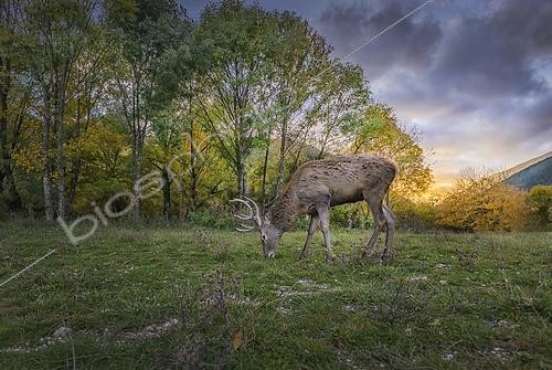 Biosphoto | 2613609 | Cerf élaphe (Cervus elaphus) mâle broutant, Italie | &copy; Alberto Ghizzi Panizza / Biosphoto