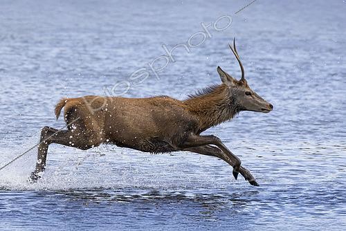 Biosphoto | 2613495 | Cerf élaphe (Cervus elaphus) mâle daguet courant dans l'eau, Angleterre. | &copy; Frédéric Desmette / Biosphoto