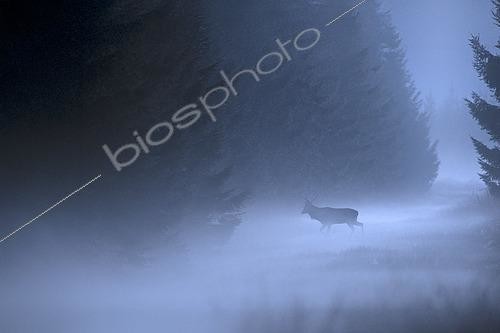 Biosphoto | 2615440 | Cerf élaphe (Cervus elaphus) mâle dans la brume pendant le brame, Ardennes, Belgique | &copy; Christian Cabron / Biosphoto