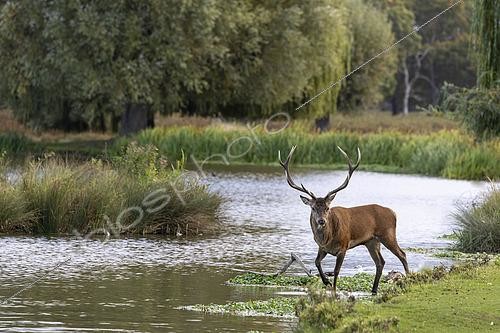 Biosphoto | 2615339 | Cerf élaphe (Cervus elaphus) mâle marchant au brord de l'eau, Angleterre. | &copy; Frédéric Desmette / Biosphoto