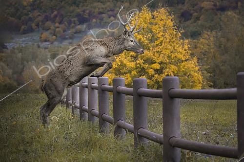 Biosphoto | 2613631 | Cerf élaphe (Cervus elaphus) mâle sautant par dessus une barrière en automne, Italie | &copy; Alberto Ghizzi Panizza / Biosphoto
