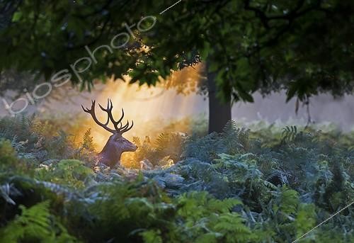 Biosphoto | 1921125 | Cerf élaphe éclairé par les premiers rayons du soleil - GB | &copy; Frédéric Desmette / Biosphoto