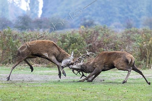 Biosphoto | 2615434 | Cerfs élaphes (Cervus elaphus) se battant, Angleterre. | &copy; Frédéric Desmette / Biosphoto