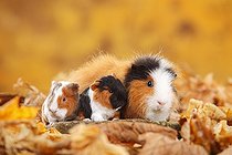 Biosphoto | 2392807 | CH-Teddy guinea pigs, female and two young animals, tortie-white, Swiss teddy guinea pigs, Swiss teddy guinea pigs, sitting in autumn leaves | &copy; P. Wegner / imageBROKER / Biosphoto