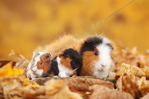 Biosphoto | 2392807 | CH-Teddy guinea pigs, female and two young animals, tortie-white, Swiss teddy guinea pigs, Swiss teddy guinea pigs, sitting in autumn leaves | &copy; P. Wegner / imageBROKER / Biosphoto