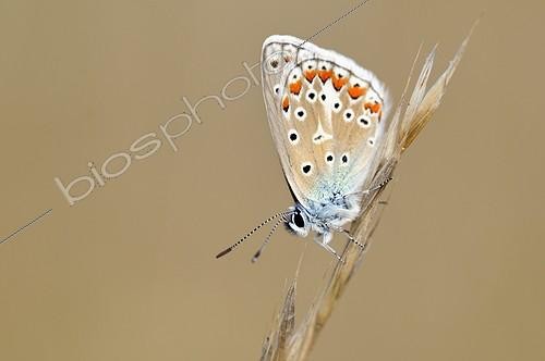 Biosphoto | 1162176 | Chalk-hill Blue on a grass Causse Martel in the Lot France | &copy; Roger Dauriac / Biosphoto