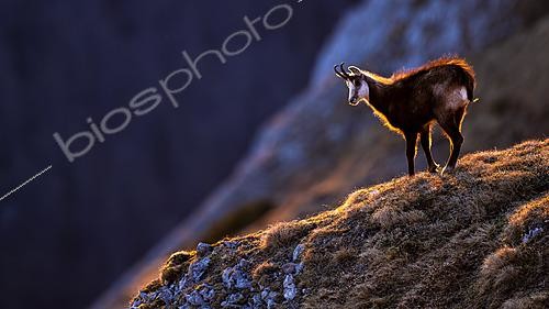 Biosphoto | 2626701 | Chamois des Alpes (Rupicapra rupicapra) debout dans l'herbe, en montagne. Alpes, Autriche | &copy; Ervin Horesnyík / Biosphoto