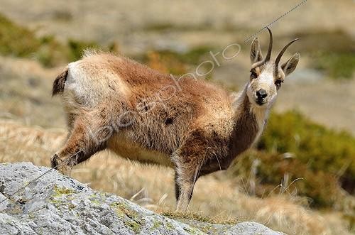 Biosphoto | 1852334 | Chamois in the rocks Pyrenees France  | &copy; Georges Lopez / Biosphoto