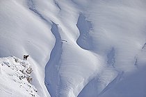 Biosphoto | 2032994 | Chamois moving in deep snow - Switzerland Alps | &copy; Olivier Born / Biosphoto