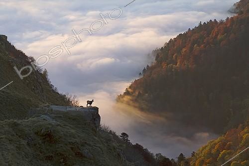 Biosphoto | 1874917 | Chamois on the Vosges ridges at sunrise France | &copy; André Simon / Biosphoto
