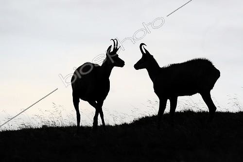 Biosphoto | 2081180 | Chamois photographiés en contre-jour au sommet du Hohneck, en Alsace. | &copy; Adrien Wehrlé / Biosphoto