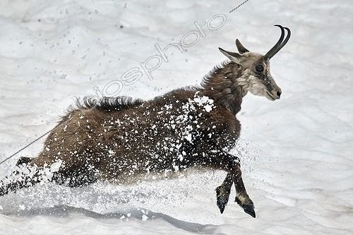 Biosphoto | 2043700 | Chamois running in the snow - Mercantour Alpes France | &copy; Robert Valarcher / Biosphoto
