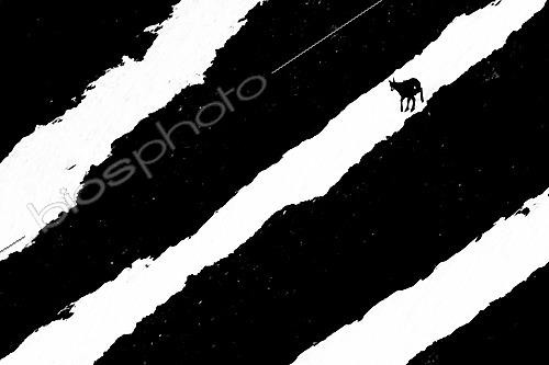 Biosphoto | 2626699 | Chamois (Rupicapra rupicapra) walking in the snow, Alps, Austria. | &copy; Ervin Horesnyík / Biosphoto