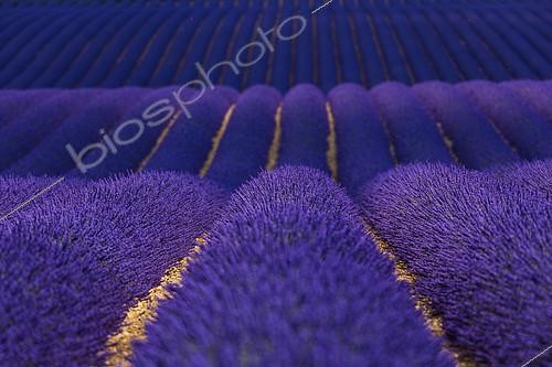 Biosphoto | 2084893 | Champ de Lavandin (Lavandula hybrida), Plateau de Valensole, Provence, France | &copy; Juan-Carlos Muñoz / Biosphoto