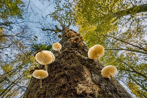 Biosphoto | 2617876 | Champignon de porcelaine ou Mucidule visqueuse (Oudemansiella mucida) champignons sur bois en forêt, Forêt de la Reine, Lorraine, France | &copy; Stéphane Vitzthum / Biosphoto