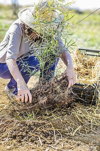 Biosphoto | 2458070 | Change of mulch before winter at the foot of a young Eucalyptus tree: installation of a thermal mulch (Ferns fronds) | &copy; Jean-Michel Groult / Biosphoto