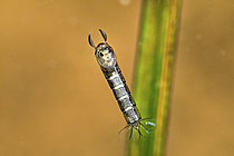 Biosphoto | 2621595 | Chaoborus pupa in stationary position in a pond, city of Couffy, Loir et Cher, France | &copy; Bruno Guénard / Biosphoto