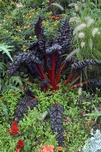 Biosphoto | 2032417 | Chard in a garden | &copy; DIGIT images / Biosphoto