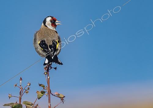 Biosphoto | 2622035 | Chardonneret élégant (Carduelis carduelis) chant au sommet d'une haie, Bretagne, France | &copy; Michel Rauch / Biosphoto