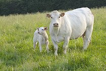 Biosphoto | 2581596 | Charolais calf in the meadow with its mother. France | &copy; Claudius Thiriet / Biosphoto