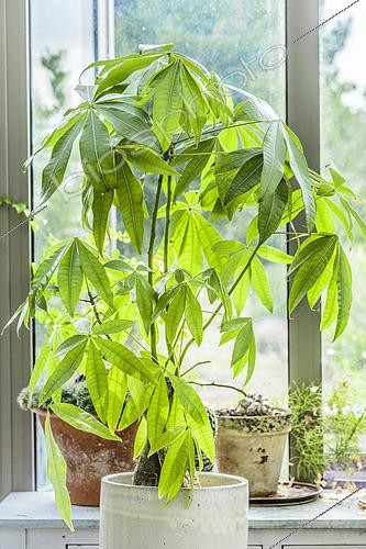 Biosphoto | 2572760 | Châtaignier de Guyane (Pachira aquatica) cultivé en intérieur. | &copy; Jean-Michel Groult / Biosphoto