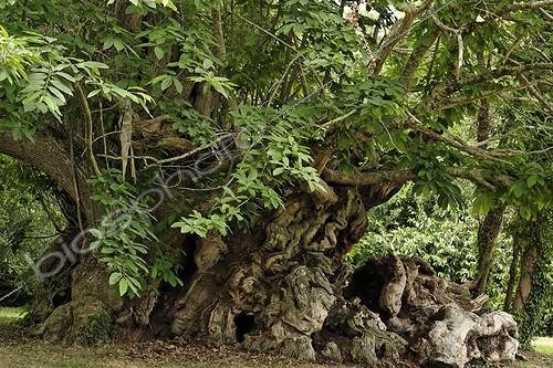 Biosphoto | 225491 | Châtaignier remarquable de Kerséoc'h France ; Âge estimé à 1200 ans | &copy; Hervé Lenain / Biosphoto