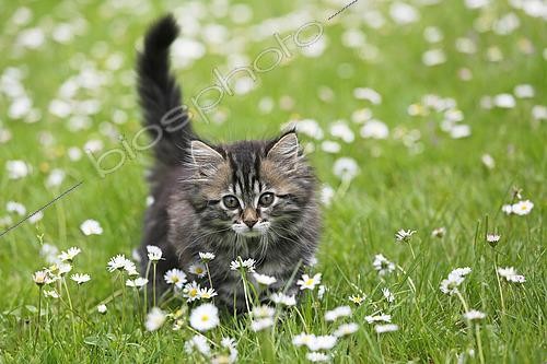 Biosphoto | 2618248 | Chaton des Forêts Norvégiennes, Chaton femelle âgé de 9 semaines dans l'herbe et pâquerettes, Seine-et-Marne, France | &copy; Christophe  Lehénaff / Biosphoto
