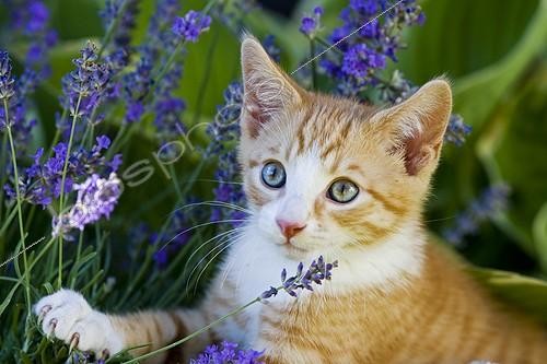 Biosphoto | 2037043 | Chaton European shorthair | &copy; Christian Heinrich / imageBROKER / Biosphoto
