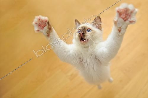 Biosphoto | 2587347 | Chaton Sacré de Birmanie joueur sautant sur un parquet en bois | &copy; Robin Fourré / Biosphoto
