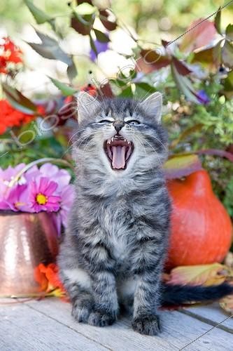 Biosphoto | 989956 | Chaton tigré assis devant un pot en cuivre et fleurs France | &copy; Bruno Mathieu / Biosphoto