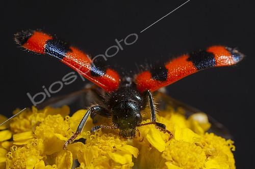 Biosphoto | 2078173 | Checkered Beetle (Trichodes alvearius) eytres open, ready to fly, France. | &copy; Olivier Miniato / Biosphoto