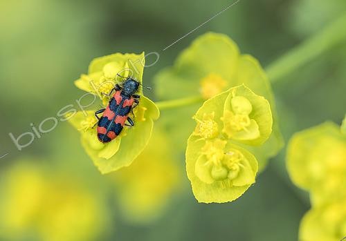Biosphoto | 2460930 | Checkered Beetle (Trichodes alvearius) on a spurge flower (Euphorbia sp) in Forcalquier, Alpes-de-Haute-Provence, France | &copy; Raphaël Sané / Biosphoto