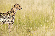 Biosphoto | 2628239 | Cheetah (Acinonyx jubatus). Female. Kalahari Desert, Kgalagadi Transfrontier Park, South Africa. | &copy; Thomas Dressler / Biosphoto
