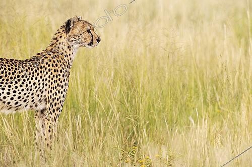Biosphoto | 2628239 | Cheetah (Acinonyx jubatus). Female. Kalahari Desert, Kgalagadi Transfrontier Park, South Africa. | &copy; Thomas Dressler / Biosphoto