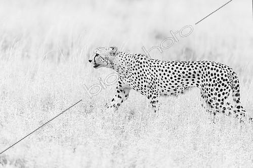 Biosphoto | 2081943 | Cheetah (Acinonyx jubatus) walking in savanna, Kruger national ParK, South Africa | &copy; Tonino De Marco / Biosphoto
