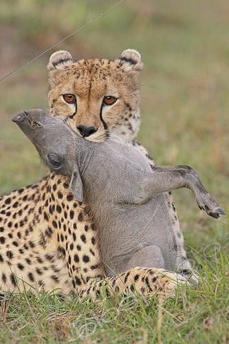 Biosphoto | 1427616 | Cheetah choking a young Warthog Masai Mara Kenya ; After a short but frantic race | &copy; Brigitte Marcon / Biosphoto