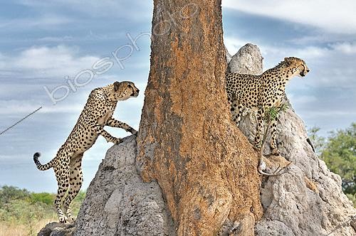 Biosphoto | 2623099 | Cheetahs (Acinonyx jubatus) on a termite mound. Botswana. | &copy; Michel Bureau / Biosphoto